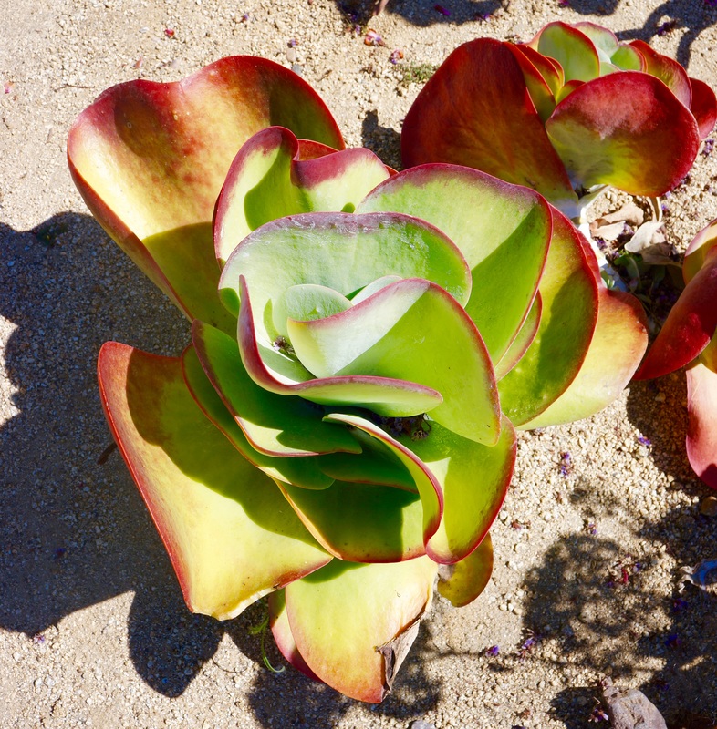 Scenic landscape design integrating natural terrain features