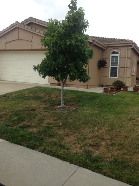 Original yard condition before Arcadian landscape renovation