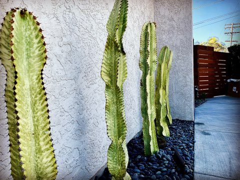 Columnar cactus planted along a stucco wall with black river rock