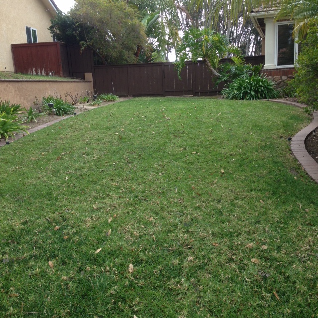 Before photo of water-heavy yard before drought-tolerant conversion