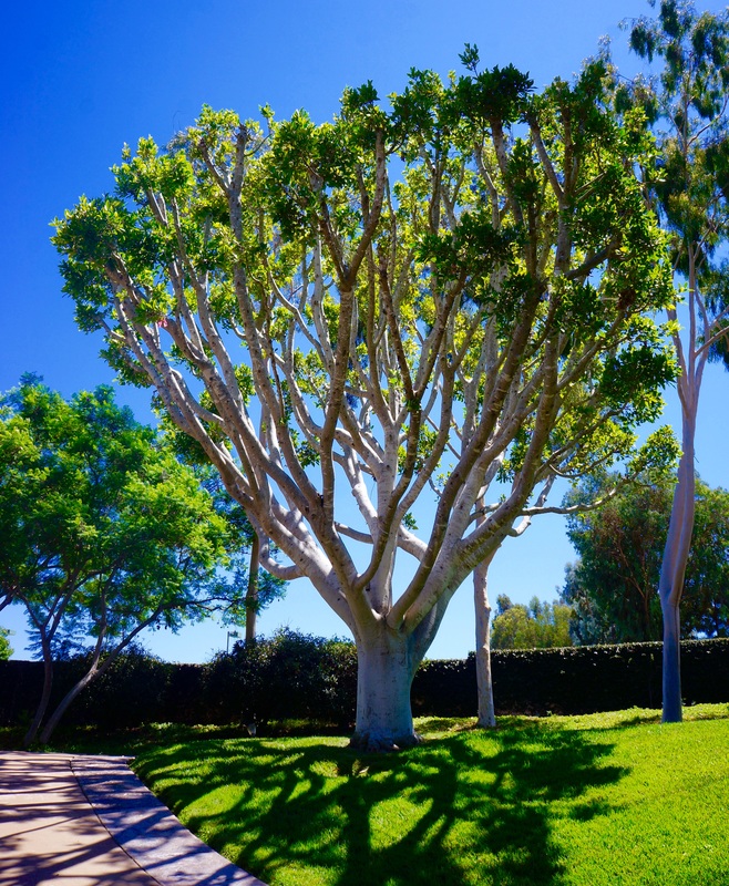 Landscape design consultation in San Diego