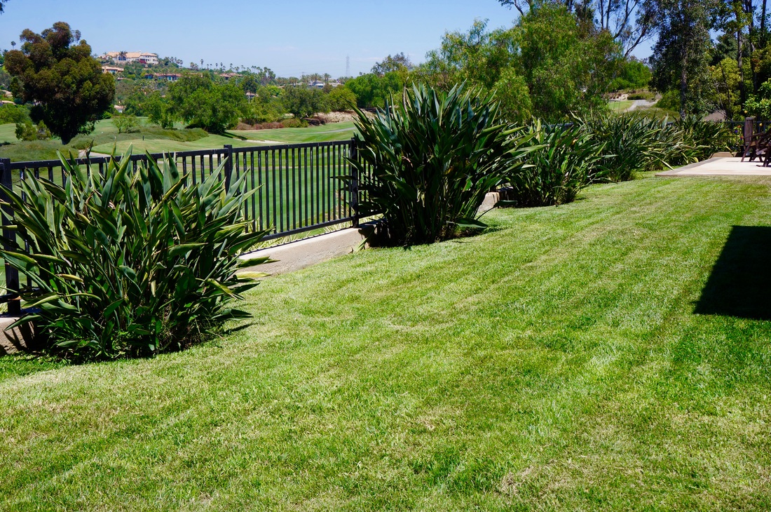 Well-irrigated garden landscape in San Diego