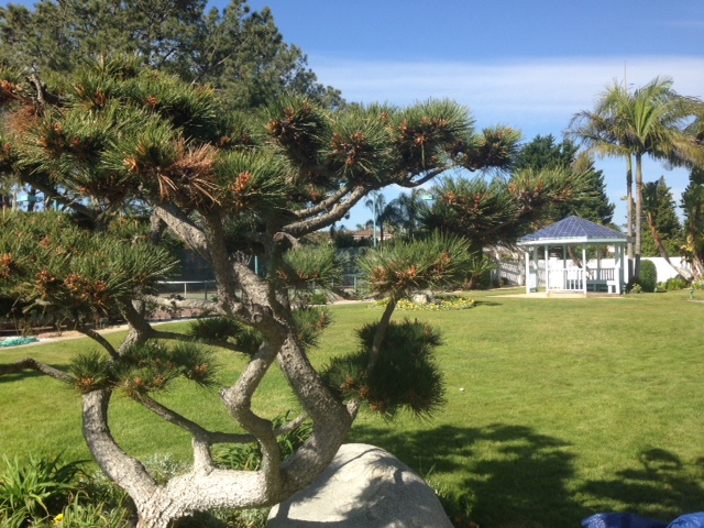 Custom home landscape construction in Rancho Santa Fe