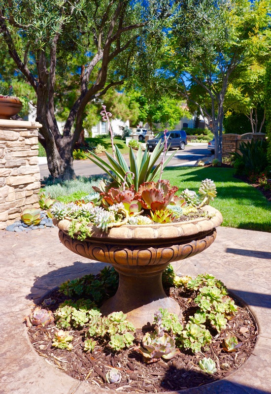 Beautifully lit San Diego patio with accent lighting on mature trees and stone walkway