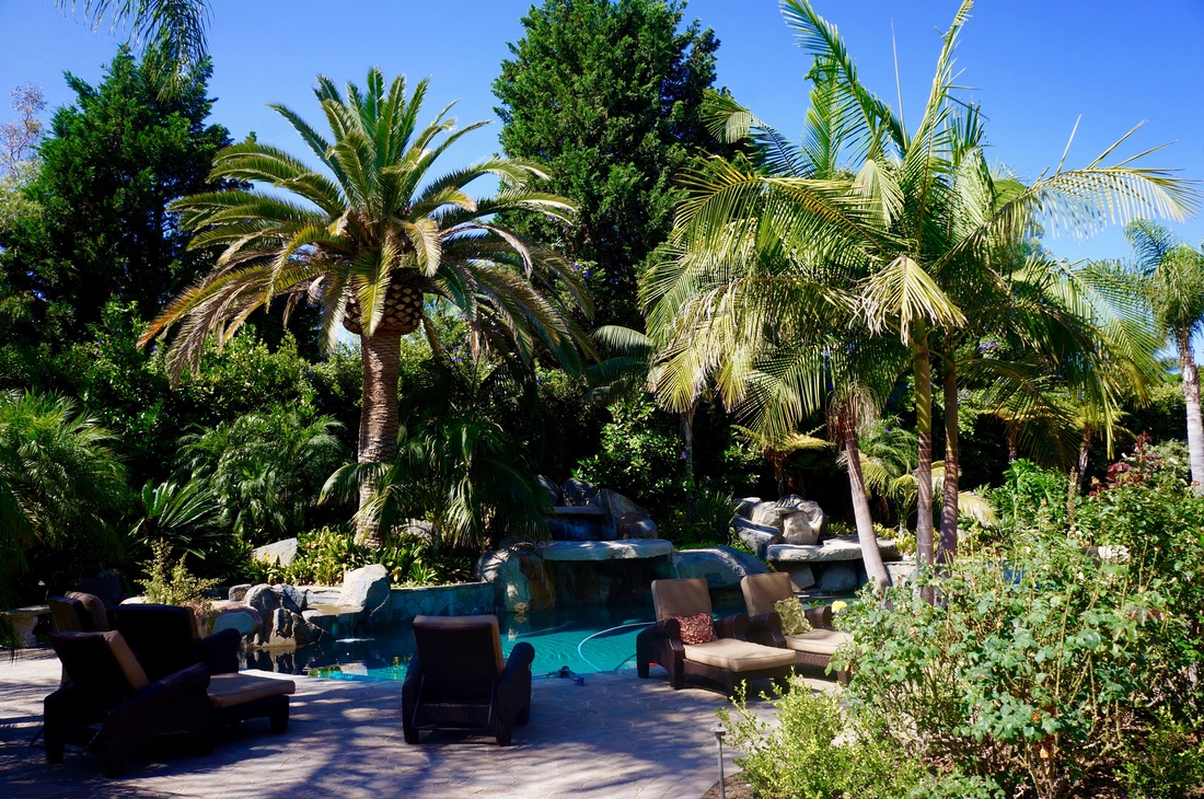 Fairbanks Ranch pool with palm trees