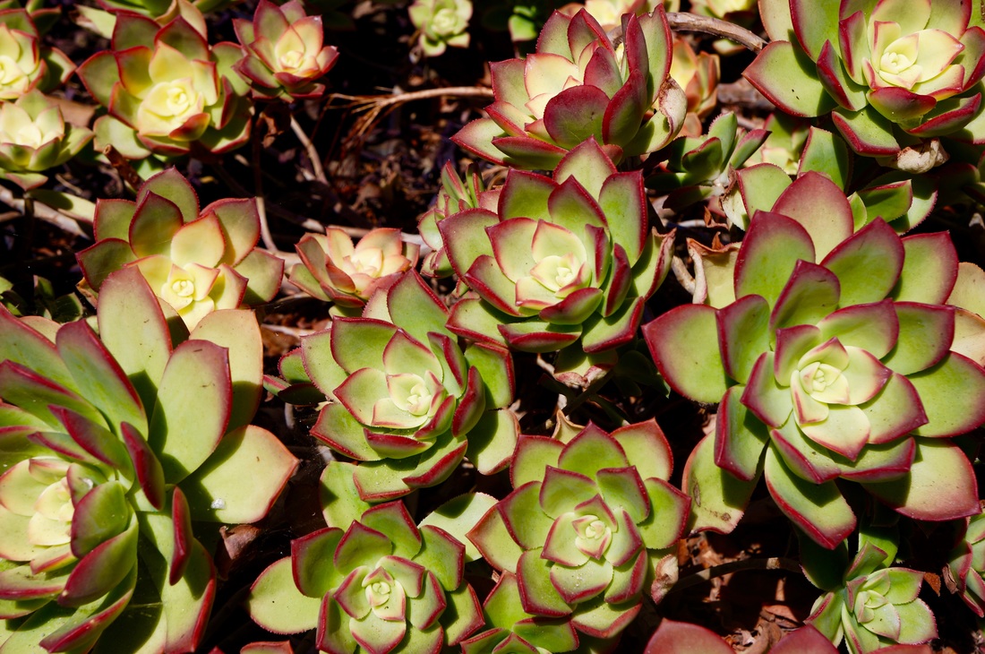 Residential landscape design featuring outdoor living spaces