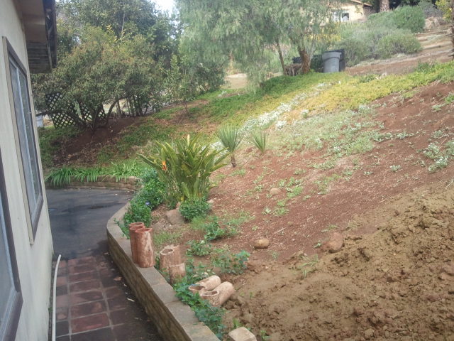 Overgrown hillside slope before Arcadian Landscape renovation