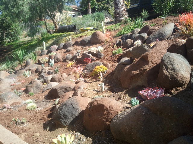 Slope plantings establishing on renovated hillside